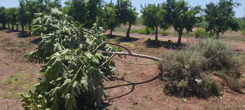 El grado de afeccin del pedrisco ha superado en algunas parcelas el 30-50% de los frutos  Foto: AVA-ASAJA