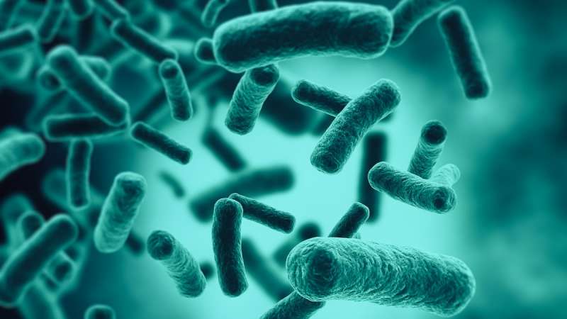 Las bacterias que viven en el intestino conforman la microbiota natural de los seres vivos. /JEZPER.