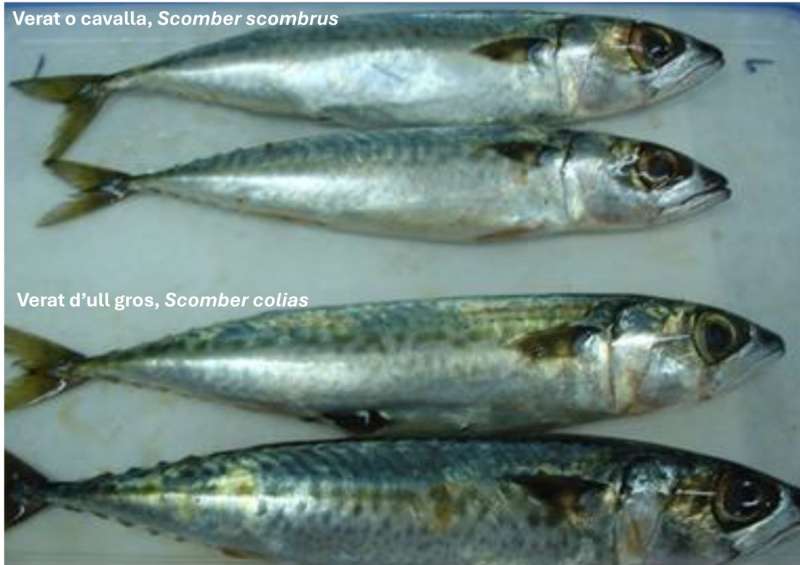 Un estudio de la Universitat de Valencia alerta sobre la presencia de parsitos en una variedad de caballa, el estornino, un pescado vendido habitualmente en supermercados. EFEUV