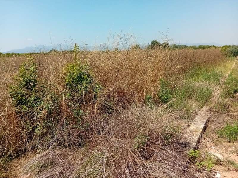 Imagen de un campo abandonado  Foto: La UNI