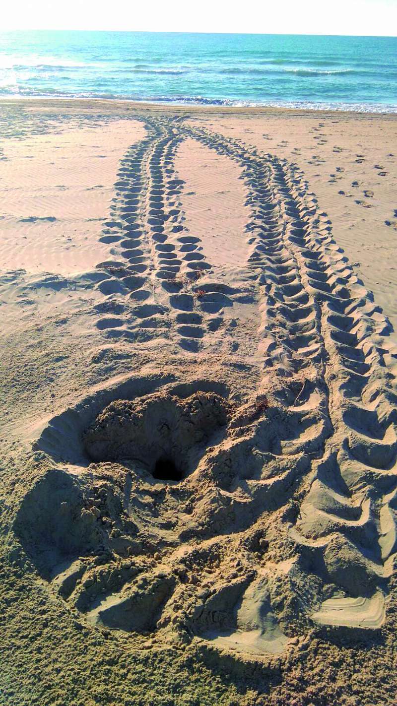 Rastro en la arena de una tortuga en una de las playas. / epda