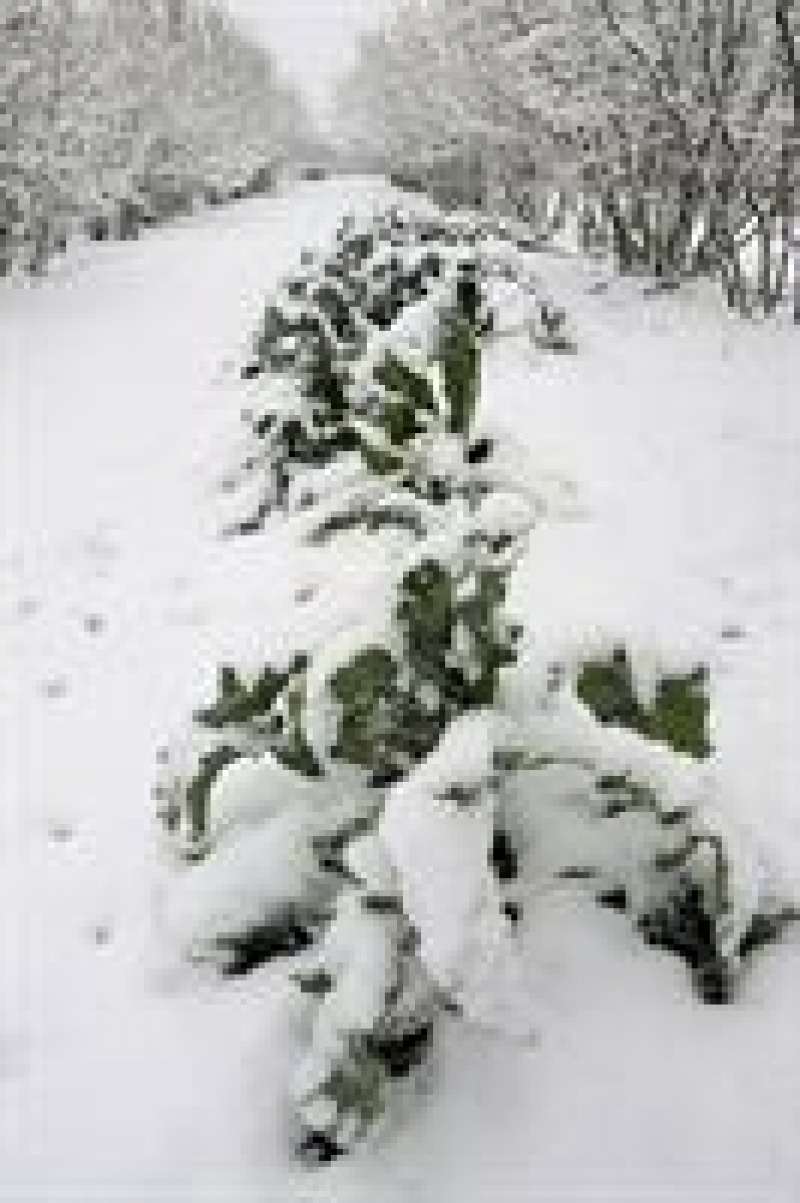 Aspecto de una nevada en Benasal (CastellÃ³n) / EFE. Domenech CastellÃ³