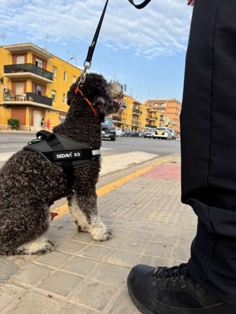 La unidad canina antidrogas de Sedav. EPDA