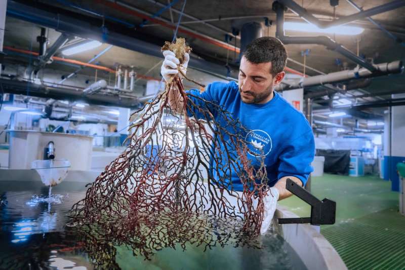 Uno de los corales mide más de un metro de longitud. EFE/Oceanogràfic
