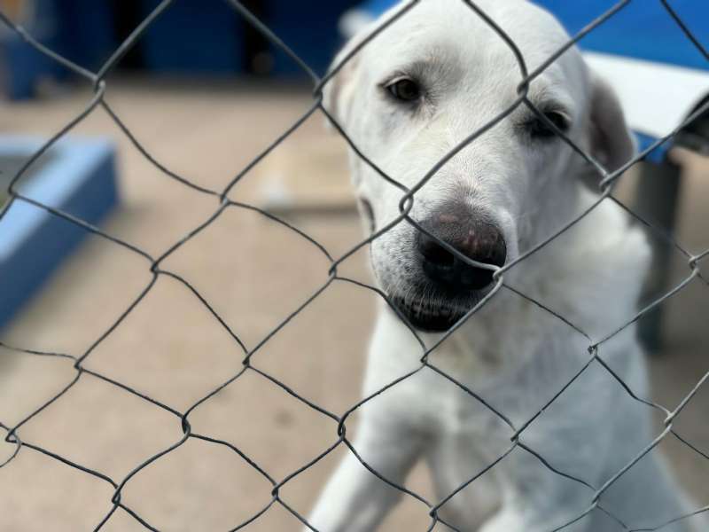Entre otras actuaciones, se subvencionan programas de voluntariado dirigido a la asistencia a personas mayores en el cuidado de sus mascotas.EPDA