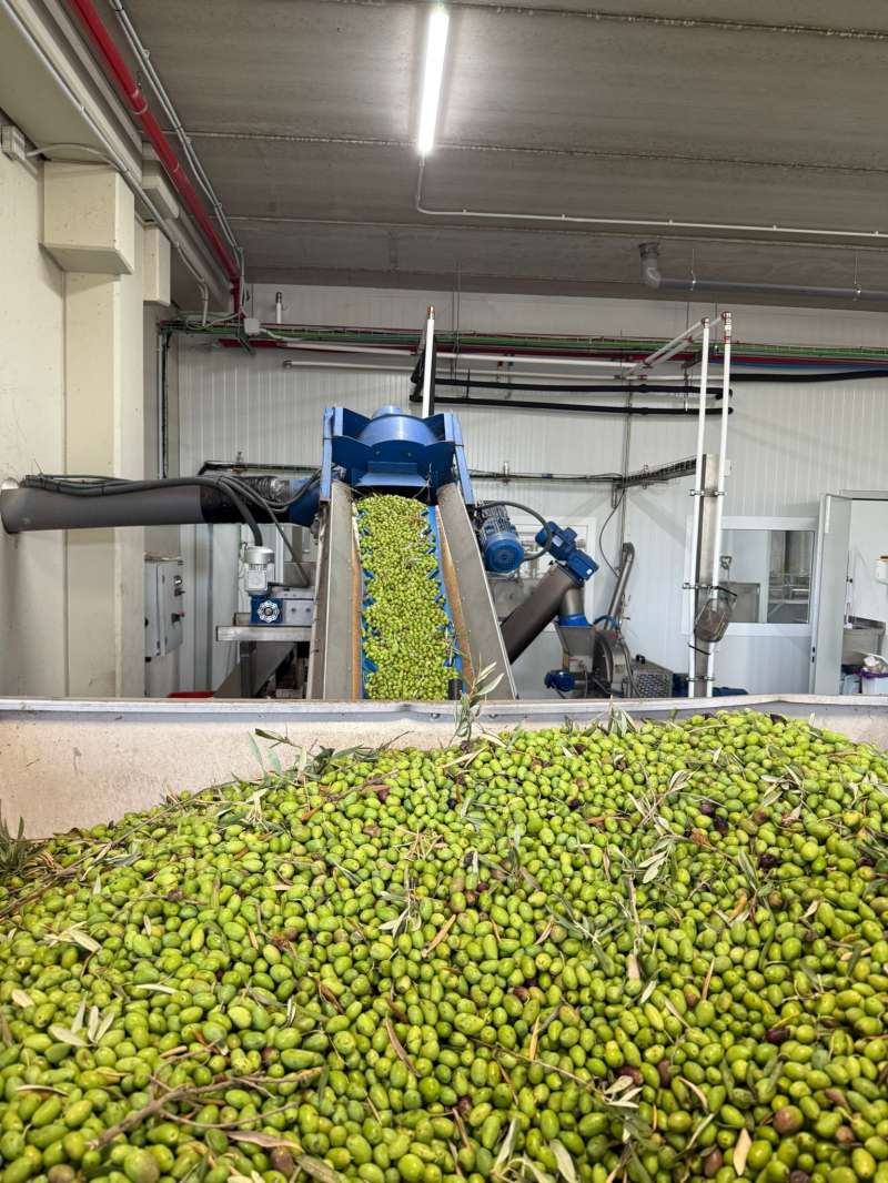 Recogida de aceitunas.  EPDA