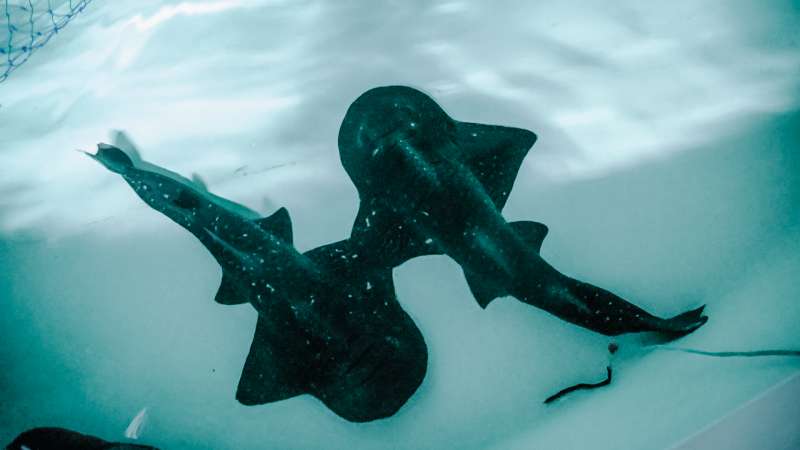 Dos de las rayas tiburn trasladadas desde el acuario japons.  Oceanogrfic de Valencia 