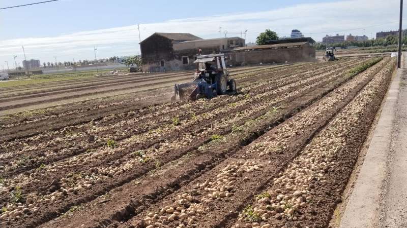 Un campo de patatas en la huerta valenciana.  EPDA 