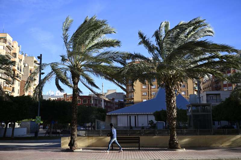 Una persona camina junto a varias palmeras durante una jornada de viento en Castell�n. EFE Andreu EstebanArchivo
