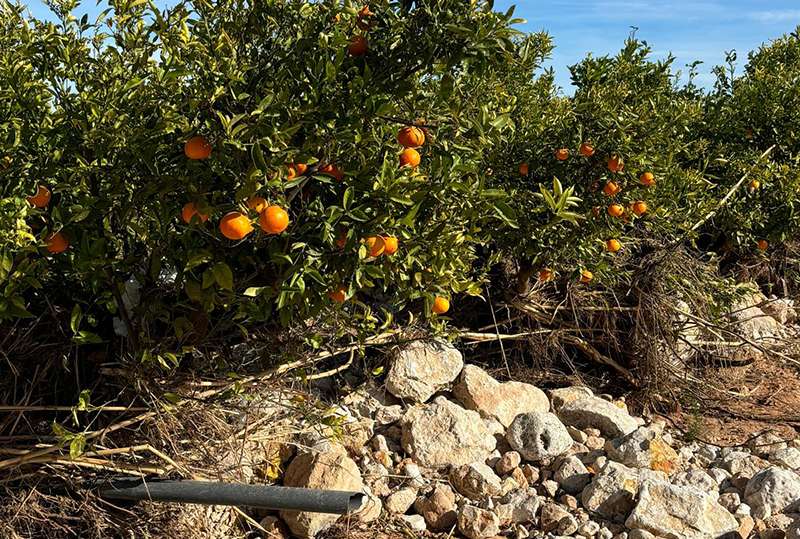 Naranjas de lHorta tras la dana.EPDA