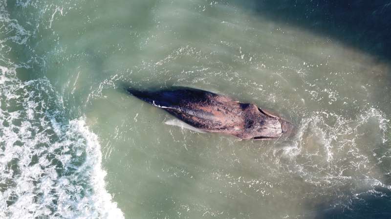 Imagen facilitada por la Fundaci�n Oceanogr�fic de la ballena varada que finalmente ha muerto en Tavernes de la Valldigna (Valencia). /EFE