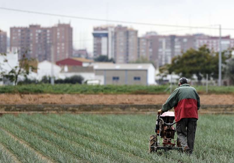 Un trabajador realiza labores agrarias en un campo en las afueras de València. EFE/Manuel Bruque/Archivo
