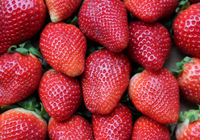 Fresas. Foto: Archivo