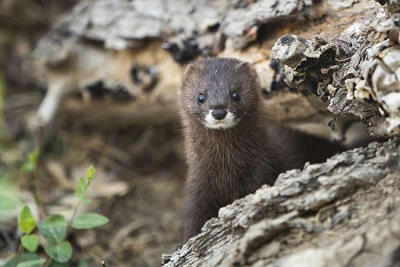 Sanidad ya alertó sobre la posible condición de portador del visón
