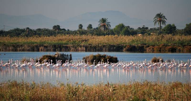 Parque Natural El Hondo. EPDA