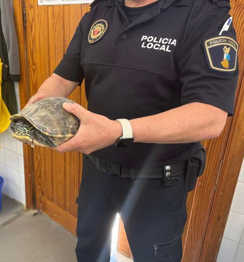Foto de la tortuga.  EPDA