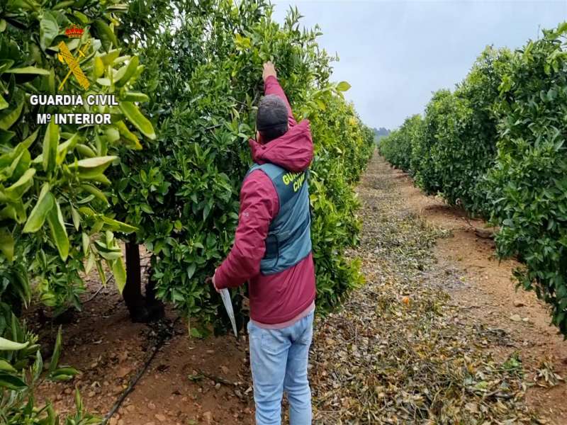 Foto cedida por la Guardia Civil de un huerto de mandarinos plantados de forma ilegal
