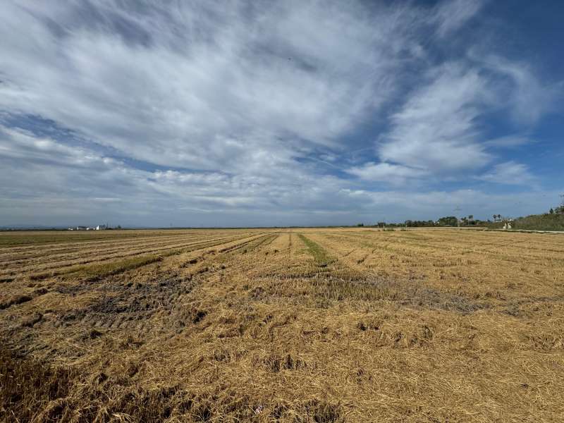El DOGV publica les instruccions per a la gesti de la palla i els restolls d?arrs en el Parc Natural de l?Albufera i altres zones humides de la Comunitat Valenciana.EPDA