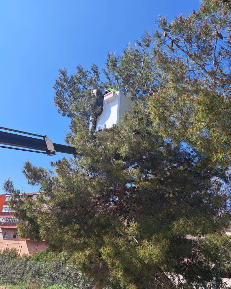 Un operario instala una caja refugio en un pino de N�quera. EPDA