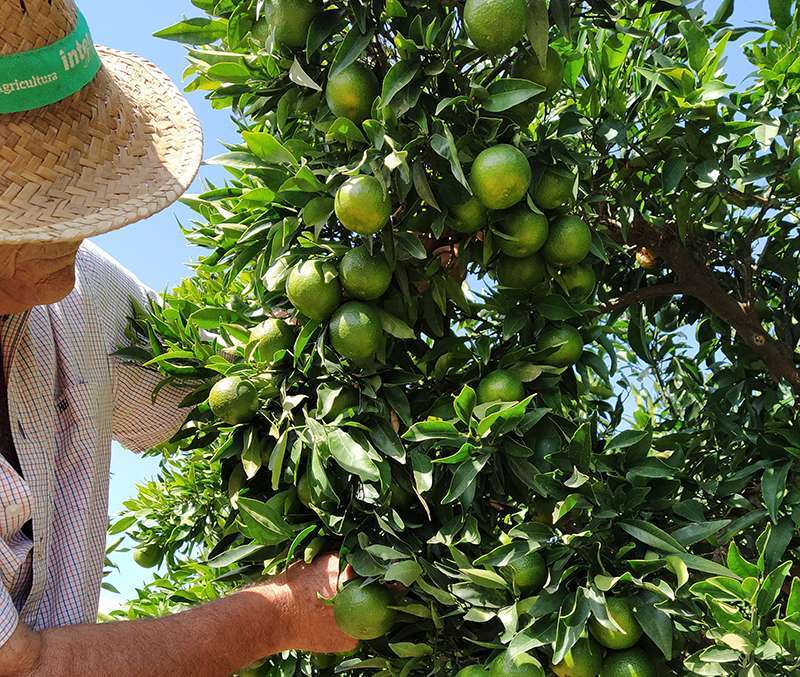 Un agricultor en su campo de ctricos.  EPDA