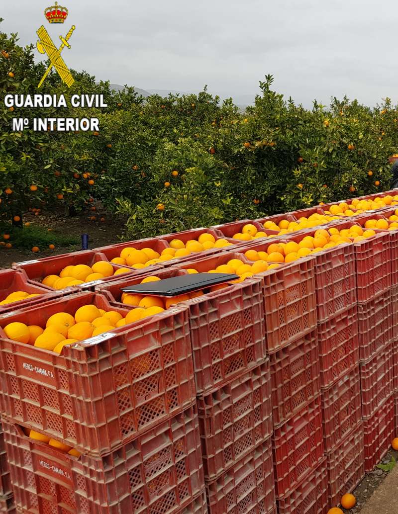 Recolección de naranja en una explotación agrícola de Benavites. EPDA