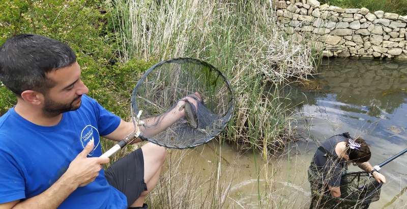 La Comunitat Valenciana cuenta con nueve especies de anfibios, tres de ellas incluidas en la Ãºltima revisiÃ³n del CatÃ¡logo Valenciano de Especies de Fauna Amenazada