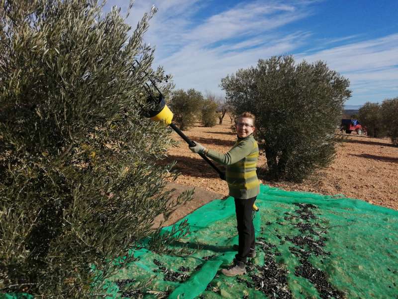 Isabel Navarro recolectando aceitunas.  EPDA