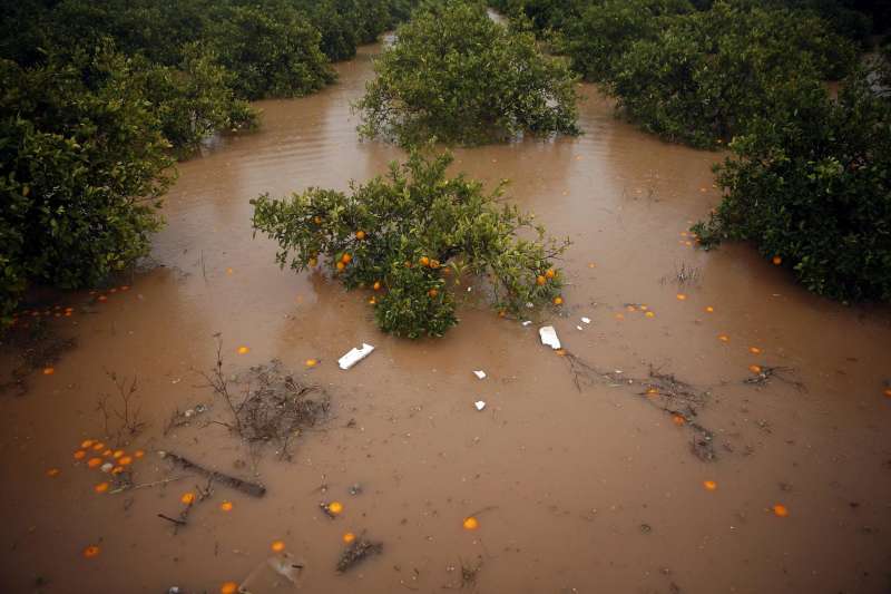 Campo de naranjas anegado en Massamagrell a consecuencia de intensas precipitaciones. EFE/Kai Försterling/Archivo
