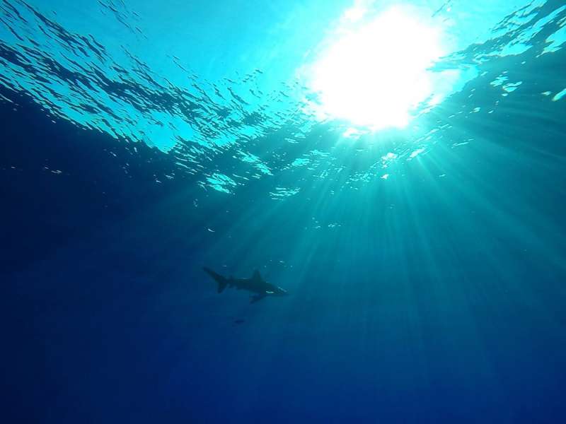 Un tiburón oceánico de puntas blancas (longimanus) nada cerca de la isla Big Brother. ARchivo/ EFE/ Gamal Diab
