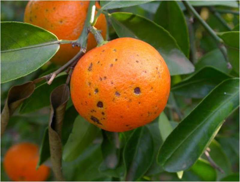 Naranjas enfermas. EPDA