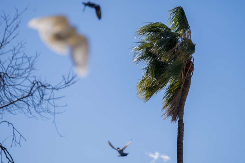 Vista general de una palmera movida por el viento en Castellón. EFE/Andreu Esteban
