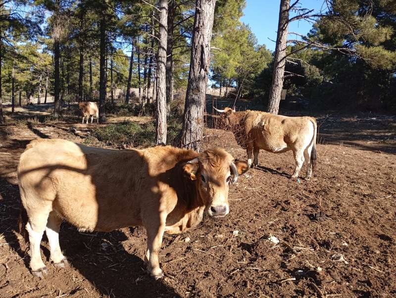 Los ganaderos se encuentran en una situación límite. /EPDA