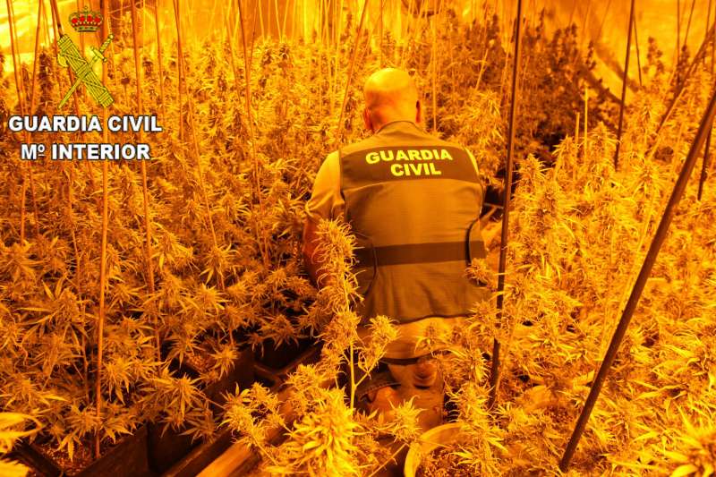 Un agente de la Guardia Civil junto a la plantación de marihuana