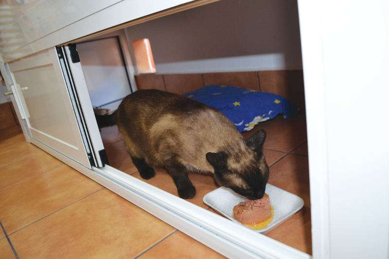 Un gato usa el mini refugio en Picanya. EPDA