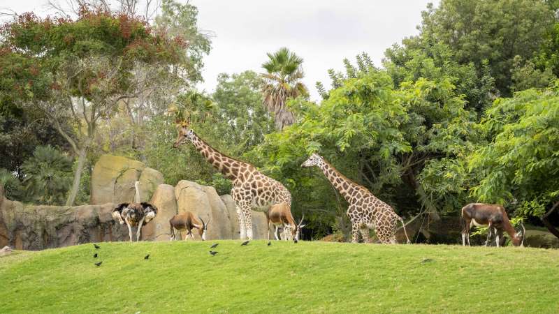 Jirafas en el Bioparc | EPDA