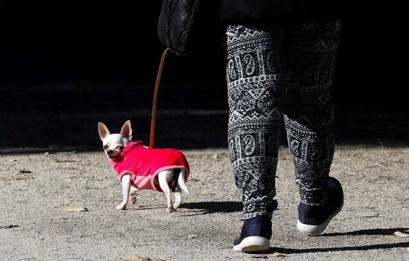 Una persona pasea a su perro, bien abrigado por la bajada de temperaturas. EFE/Kai Försterling/Archivo
