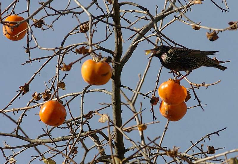 Un árbol con caquis maduros. EFE/ALFREDO ALDAI/Archivo