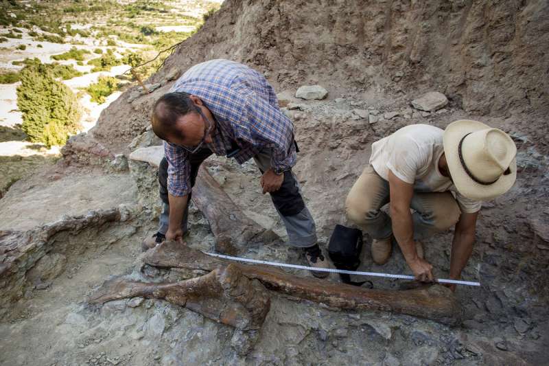 Un equipo de paleontológos de la UNED trabaja en la extracción de fósiles de grandes dimensiones de un dinosaurio de unos 10 m. de altura y 20 de longitud hallado en un yacimiento de Morella en 2017. /EFE /Domenech Castelló