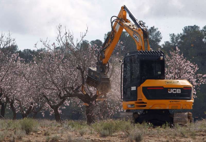 Imagen de archivo de almendros en Alicante afectados por un brote de xylella fastidiosa. /EFE /MORELL