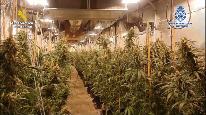 Una de las plantaciones del grupo. /EPDA
