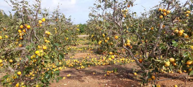 Campo de naranjos de la Comuitat Valenciana. / EPDA