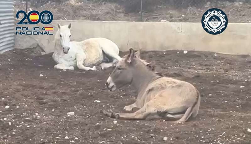 Los equinos maltratados, en una imagen difundida por la Policía Nacional.
