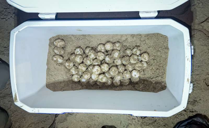 Huevos depositados por una tortuga en la playa de Los Arenales de Elche./EPDA