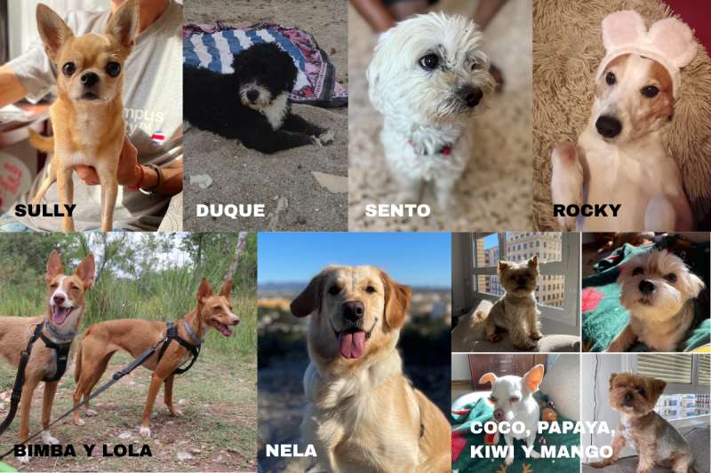 Los perros de Aquí. / EPDA