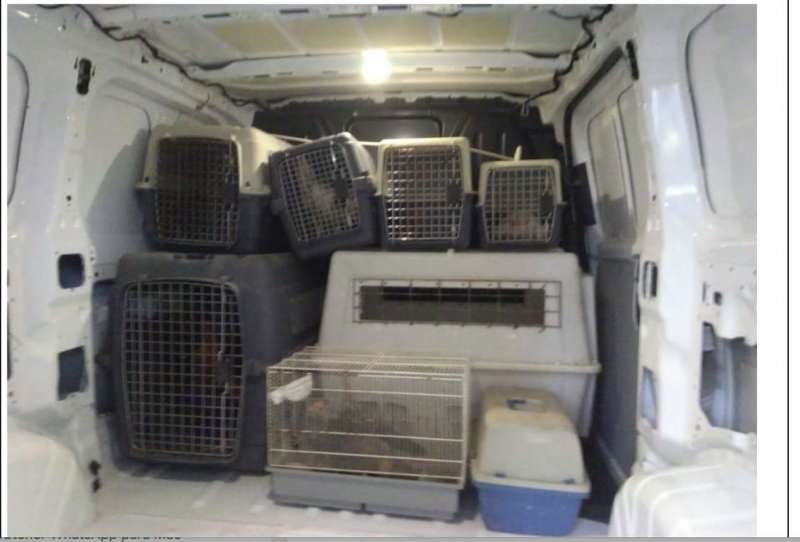 La Policía Local de Alicante ha intervenido 27 gallos de pelea abandonados en la vía pública en el transcurso de una operación desarrollada en la zona norte de la ciudad. EFE/Ayuntamiento de Alicante