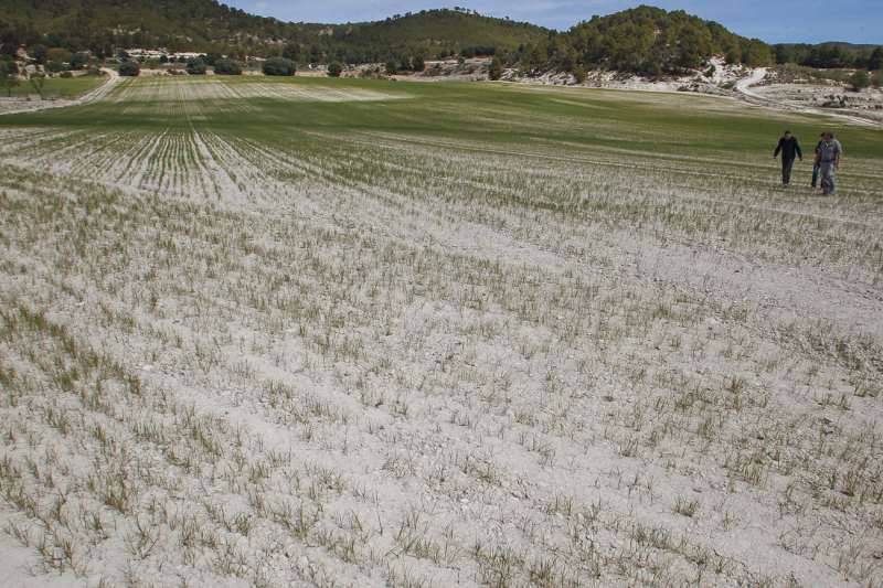 Imagen de archivo de unos campos en Alicante. EFE/Morell