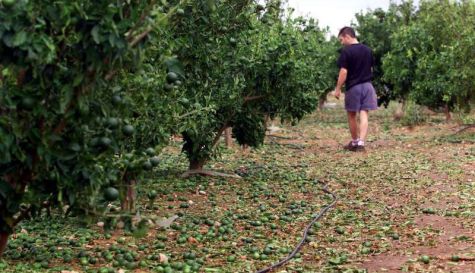 Un joven pasea por un campo de naranjos. / EFE-Manuel Bruque-Archivo Un joven pasea por un campo de naranjos. / EFE-Manuel Bruque-Archivo