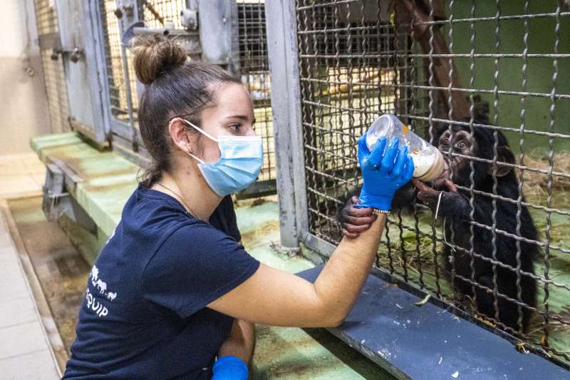 El chimpancé Ekon recibiendo el biberón por el equipo de cuidado animal de BIOPARC /EPDA