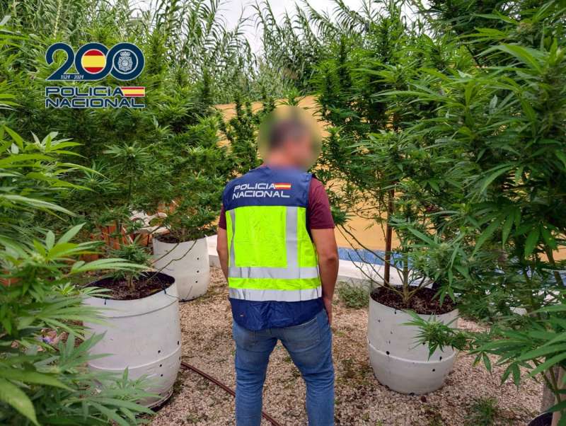 Plantación de marihuana desmantelada en Ondara | Policía Nacional