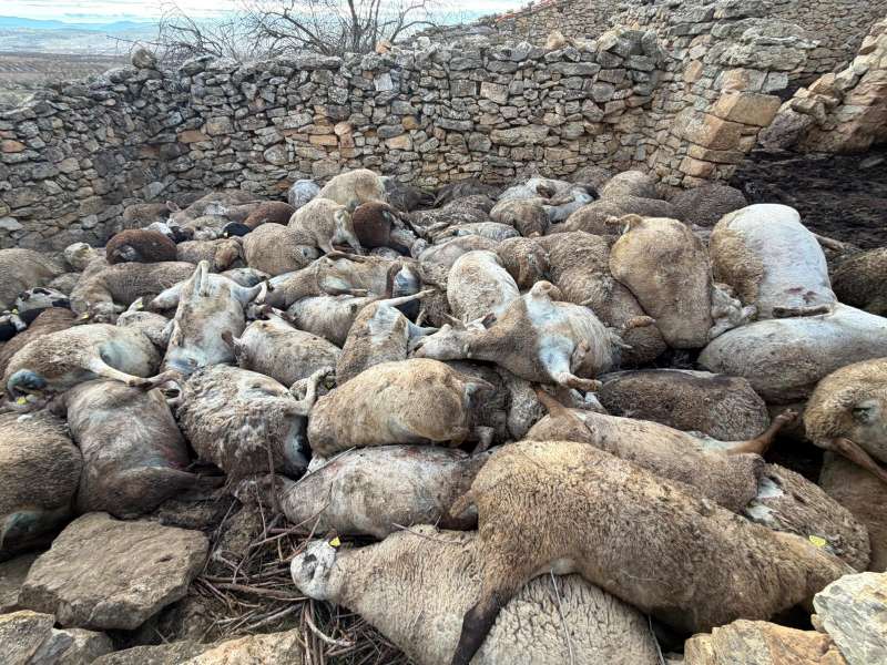 Los animales se aplastaron en un ataque de pánico. /EPDA